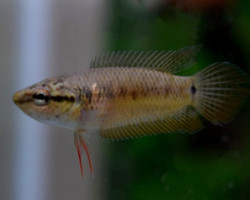 Pseudosphromenus Cupanus M