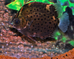Scatophagus Rubrifrons L