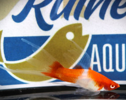 Xiph. Helleri Koi Longfin M