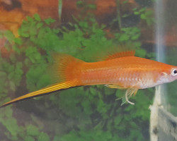 Xiph. Helleri Orange M