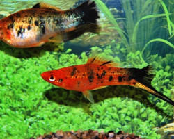 Xipho  Helleri Berlin Koi S