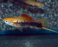 Xipho  Helleri Yellow Tuxedo M/L