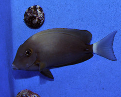Acanthurus Blochii M