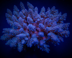 Acropora Spp. (Blue) L