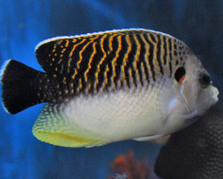 Apolemichthys Kingi Ml
