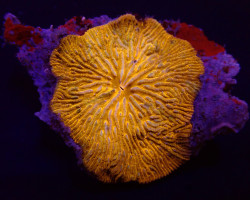 Cycloseris Fragilis (Premium) S