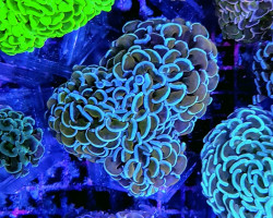 Euphyllia Ancora (Colored Stem) M