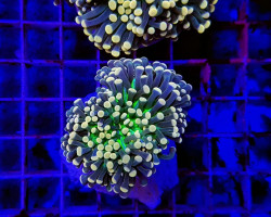 Euphyllia Cristata (Joker) Ml