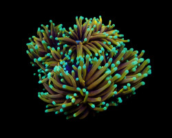 Euphyllia Glabrescens (Hellfire) (P/H) Xs