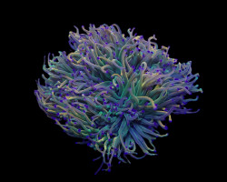 Euphyllia Glabrescens (Rapunzel) S