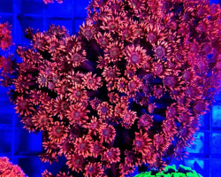 Goniopora Spp. (Red) (Ultra) M