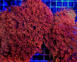 Goniopora Spp. (Red) (Ultra) Ml