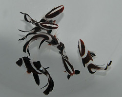 Lutjanus Sebae L