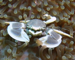 Neopetrolisthes Maculatus M