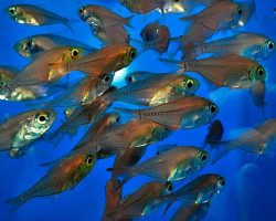 Parapriacanthus Ransonneti M