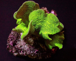 Pavona Cactus (Green) S