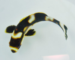 Plectorhinchus Vittatus S