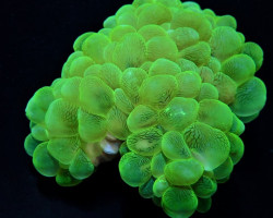 Plerogyra Sinuosa (Green) Xl