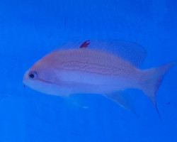 Pseudanthias Luzonensis M