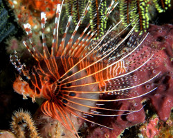 Pterois Antennata Ml
