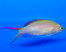 Pyronotanthias Smithvanizi M