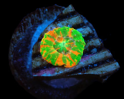 Scolymia Australis (Bleeding Apple) (Captive Spawned) M