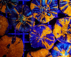 Scolymia Australis (War Paint) Ml