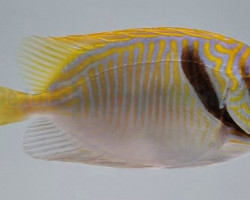 Siganus Doliatus L