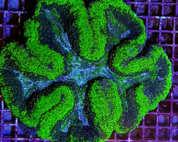 Symphyllia Spp. (Green) (Premium) L