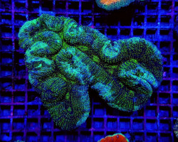 Symphyllia Spp. (Green) (Premium) Ml