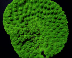 Turbinaria Peltata S