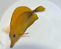 Zebrasoma Scopas (Yellow) M