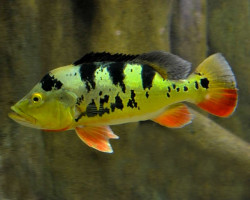 Cichla Monoculus 8-9
