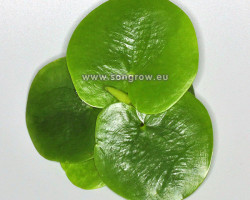 Limnobium Spongia