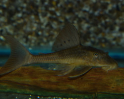 Hypostomus Basilisko S/M