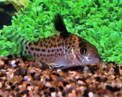 Corydoras Ambiacus Xl