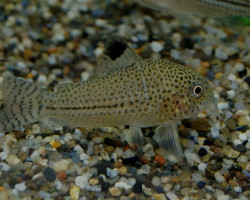 Corydoras Julii Xl