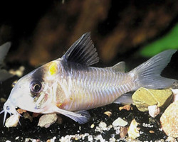 Corydoras Crypticus Xl