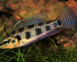 Dicrossus Maculatus L