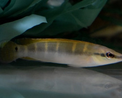 Crenicichla Compressiceps  S