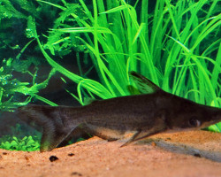 Ageneiosus Atronasus M