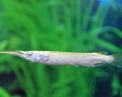 Dermogenys Pusilla Albino M/L