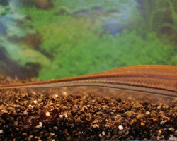 Eigenmannia Virescens S
