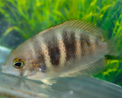 Etroplus Canarensis L
