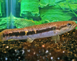 Erythrinus Erythrinus M