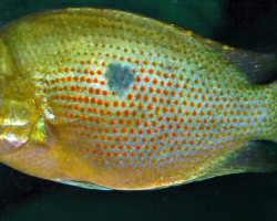 Etroplus Maculatus S/M