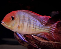 Geophagus Pyrocephalus S/M