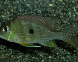 Geophagus Altifrons M