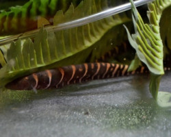 Gymnotus Stenoleucus L