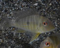 Geophagus Sp. Colombia M